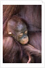 Orangutan Baby Sleeping by Anonymous