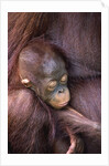 Orangutan Baby Sleeping by Anonymous