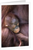 Orangutan Baby Sleeping by Anonymous