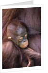 Orangutan Baby Sleeping by Anonymous