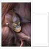 Orangutan Baby Sleeping by Anonymous