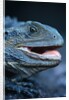 Eastern Water Dragon by Anonymous