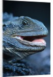 Eastern Water Dragon by Anonymous