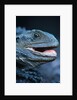 Eastern Water Dragon by Anonymous