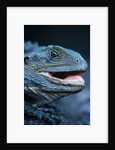 Eastern Water Dragon by Anonymous