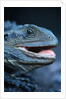 Eastern Water Dragon by Anonymous