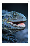 Eastern Water Dragon by Anonymous