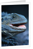 Eastern Water Dragon by Anonymous