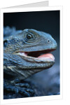Eastern Water Dragon by Anonymous