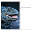 Eastern Water Dragon by Anonymous