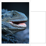 Eastern Water Dragon by Anonymous