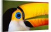 Head and Beak of a Toco Toucan by Anonymous