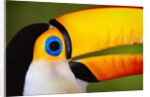 Head and Beak of a Toco Toucan by Anonymous