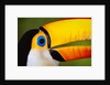 Head and Beak of a Toco Toucan by Anonymous