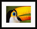 Head and Beak of a Toco Toucan by Anonymous