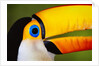 Head and Beak of a Toco Toucan by Anonymous