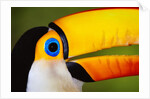 Head and Beak of a Toco Toucan by Anonymous