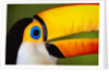 Head and Beak of a Toco Toucan by Anonymous