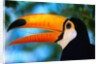 Toco Toucan by Anonymous