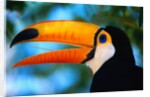 Toco Toucan by Anonymous