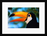 Toco Toucan by Anonymous