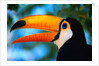 Toco Toucan by Anonymous
