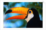 Toco Toucan by Anonymous