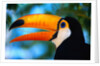 Toco Toucan by Anonymous