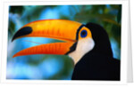 Toco Toucan by Anonymous