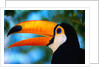 Toco Toucan by Anonymous