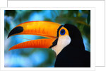 Toco Toucan by Anonymous