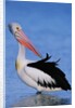 Australian Pelican Grooming by Anonymous