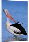 Australian Pelican Grooming by Anonymous