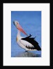 Australian Pelican Grooming by Anonymous