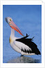Australian Pelican Grooming by Anonymous