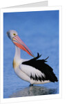 Australian Pelican Grooming by Anonymous