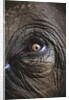 Indian Elephant's Eye by Anonymous