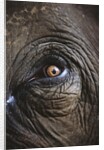 Indian Elephant's Eye by Anonymous