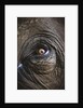 Indian Elephant's Eye by Anonymous