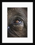 Indian Elephant's Eye by Anonymous