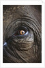 Indian Elephant's Eye by Anonymous