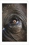 Indian Elephant's Eye by Anonymous