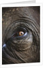 Indian Elephant's Eye by Anonymous