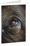 Indian Elephant's Eye by Anonymous