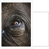 Indian Elephant's Eye by Anonymous