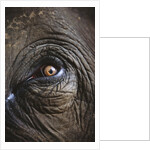 Indian Elephant's Eye by Anonymous
