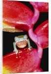 Two-colored Tree Frog on Lobster Claw Heliconia by Anonymous