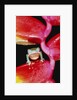 Two-colored Tree Frog on Lobster Claw Heliconia by Anonymous