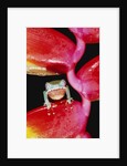 Two-colored Tree Frog on Lobster Claw Heliconia by Anonymous
