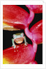 Two-colored Tree Frog on Lobster Claw Heliconia by Anonymous